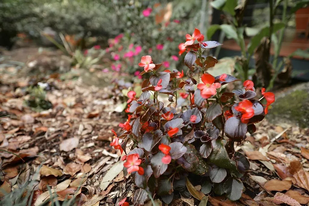 Bed & Breakfast Escarpment Retreat & Day For Couples Mount Tamborine