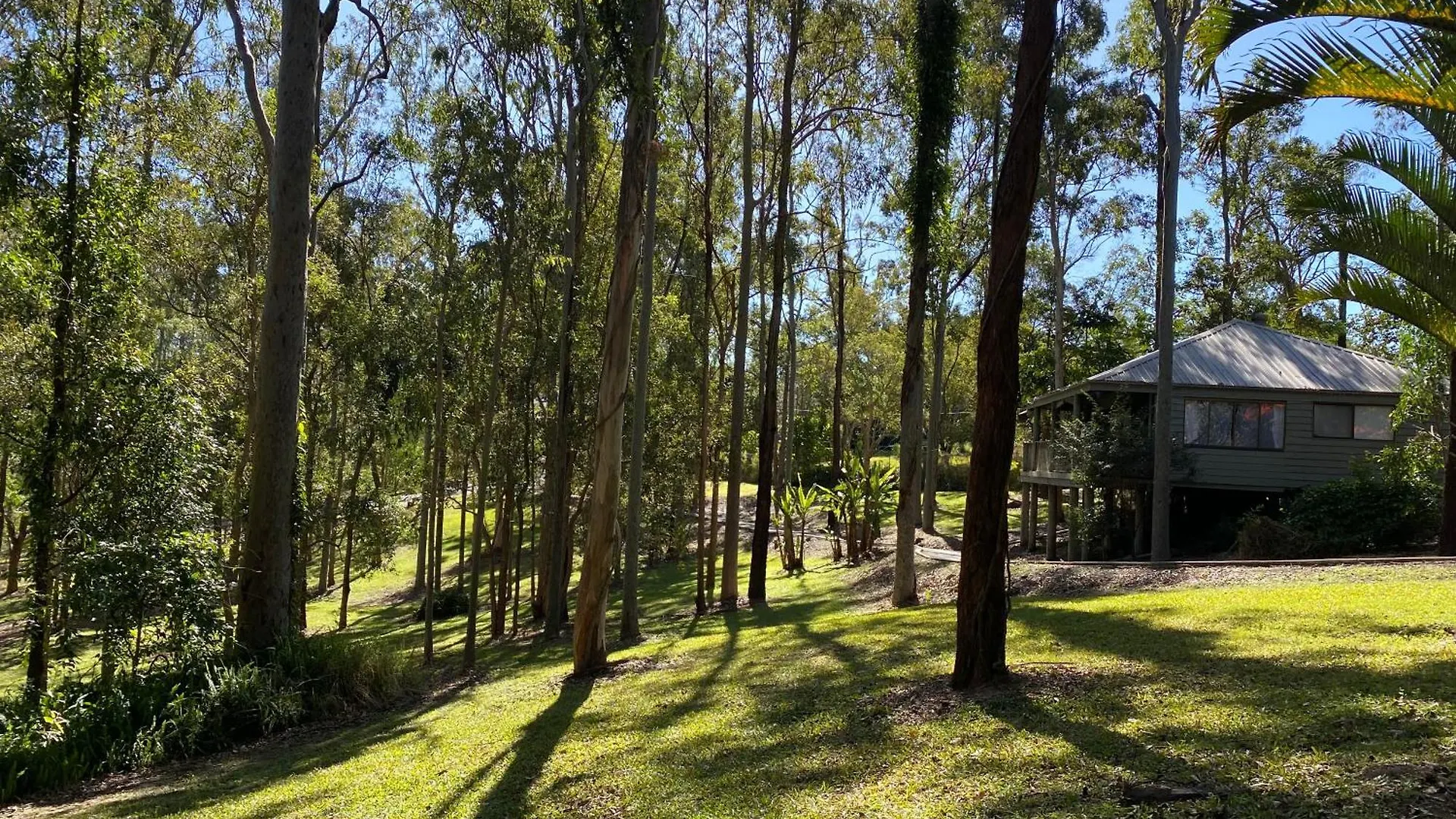 Amongst The Gum Trees * Gold Coast