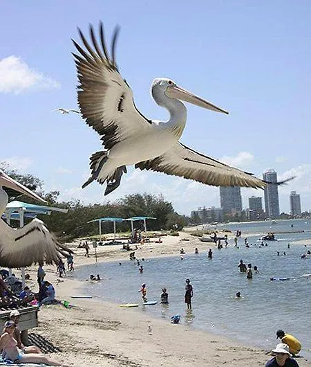 Retrorhapsody * Gold Coast