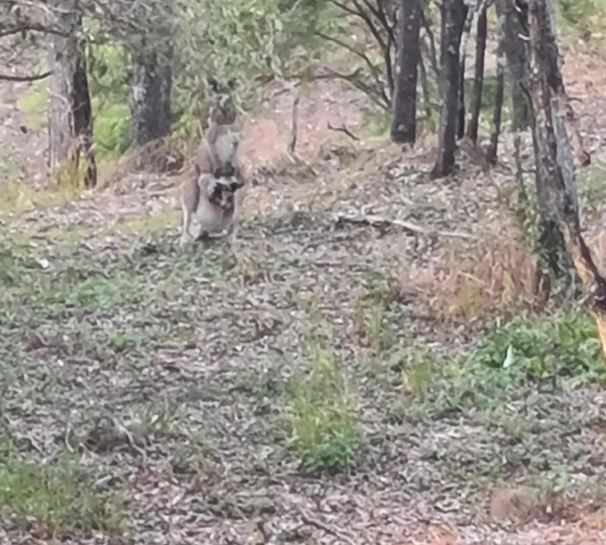 Σπίτι διακοπών Urban Wilderness 1 Tiny Away Χρυσή Ακτή